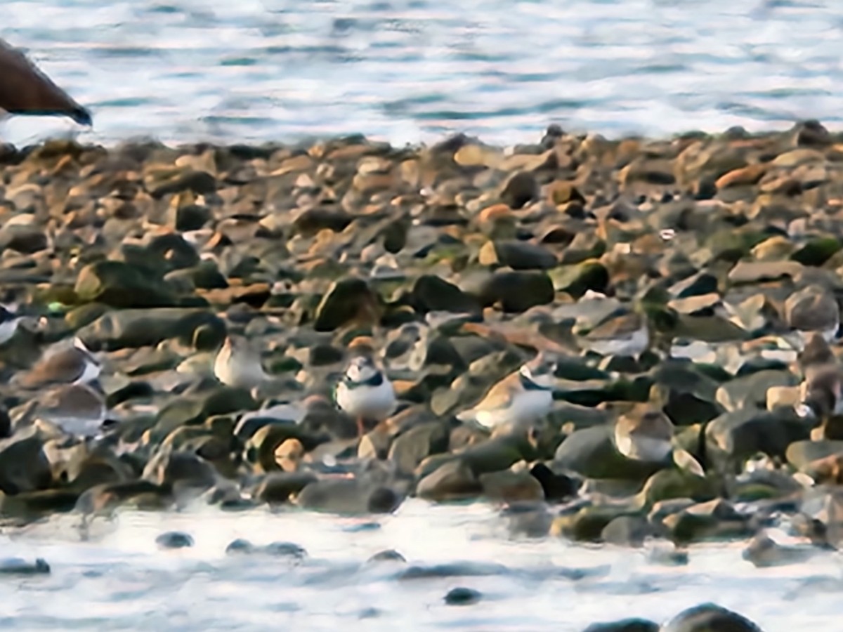 Semipalmated Plover - ML606204101