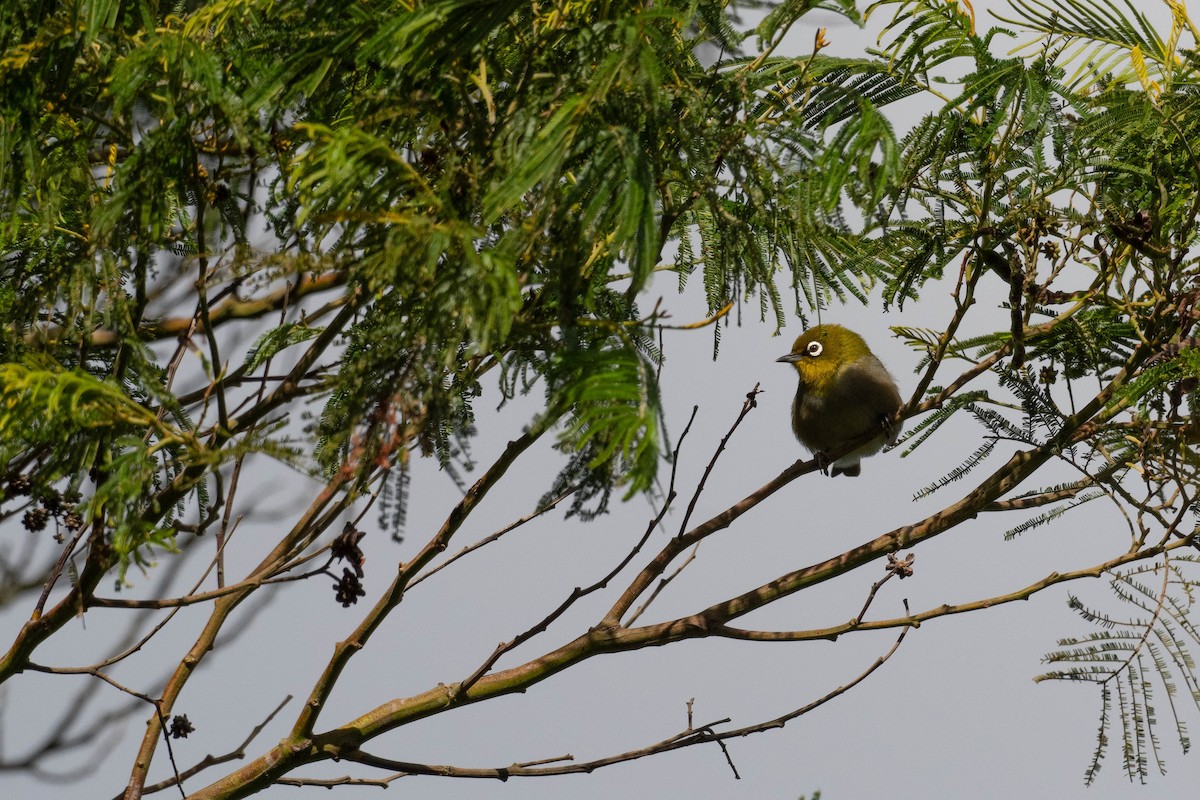 Cape White-eye - ML606204171