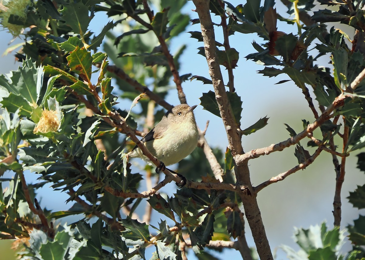 Western Thornbill - Tony Richards