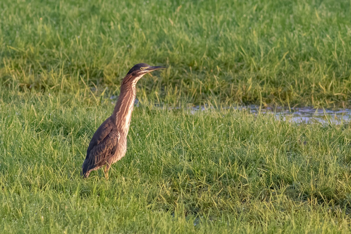 Green Heron - ML606204711