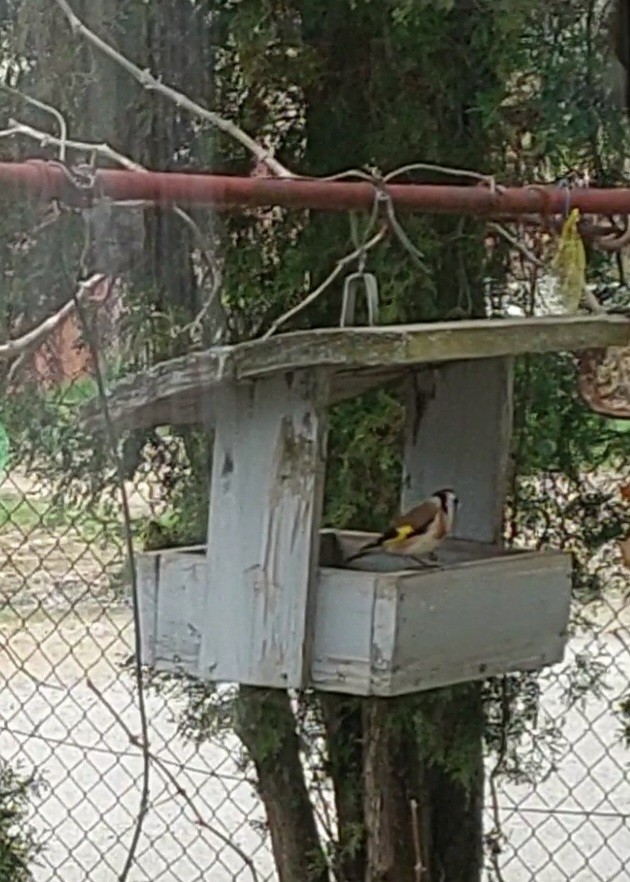 European Goldfinch - ML606204961