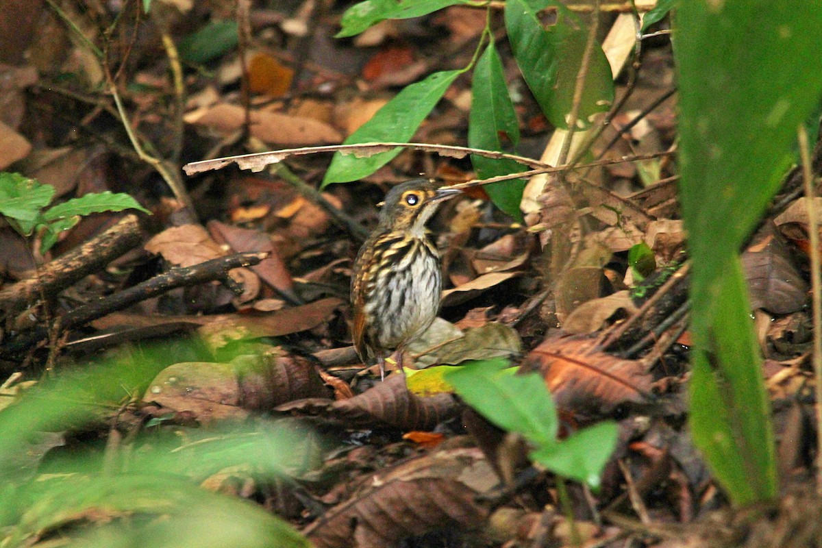 Streak-chested Antpitta (Eastern Panama) - ML606205351