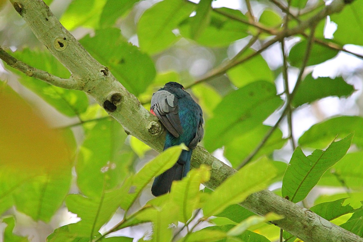 Black-tailed Trogon (Large-tailed) - ML606205421