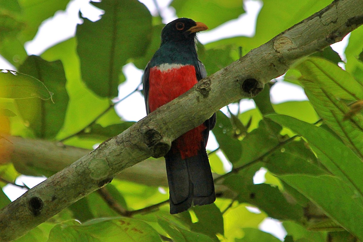 Trogon à queue noire (macroura) - ML606205511