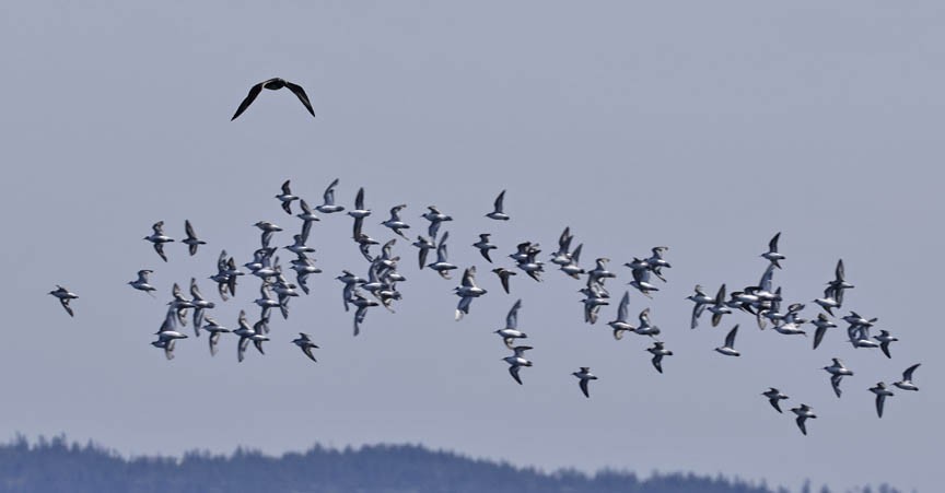 Parasitic Jaeger - ML606205881