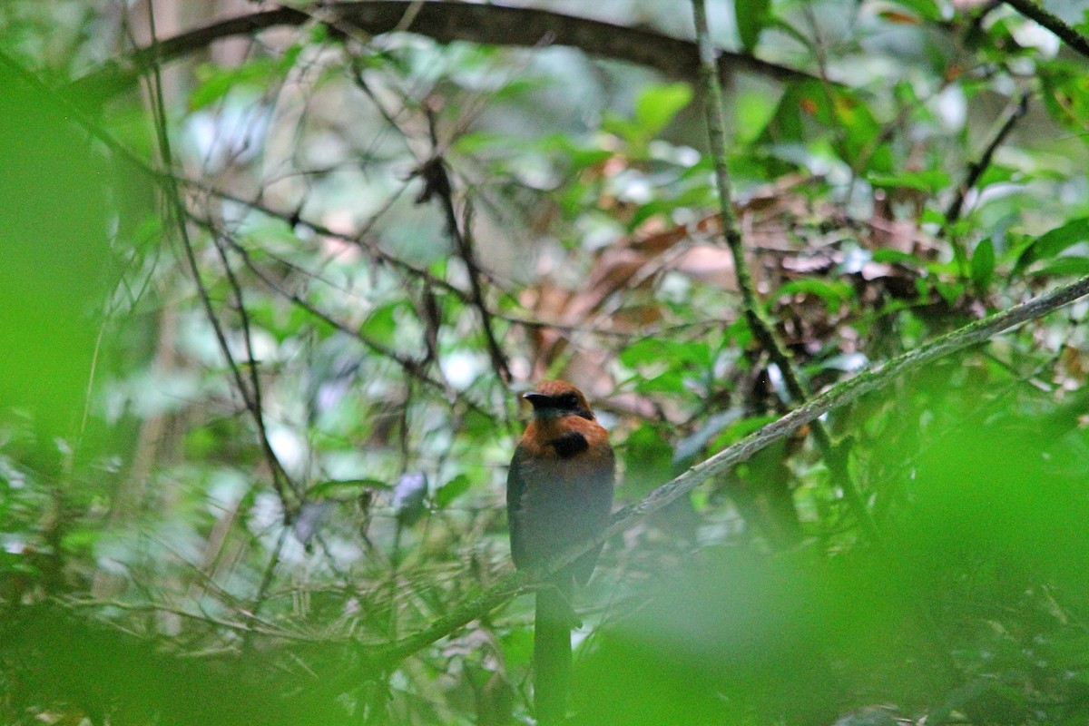 Broad-billed Motmot (Broad-billed) - ML606206131