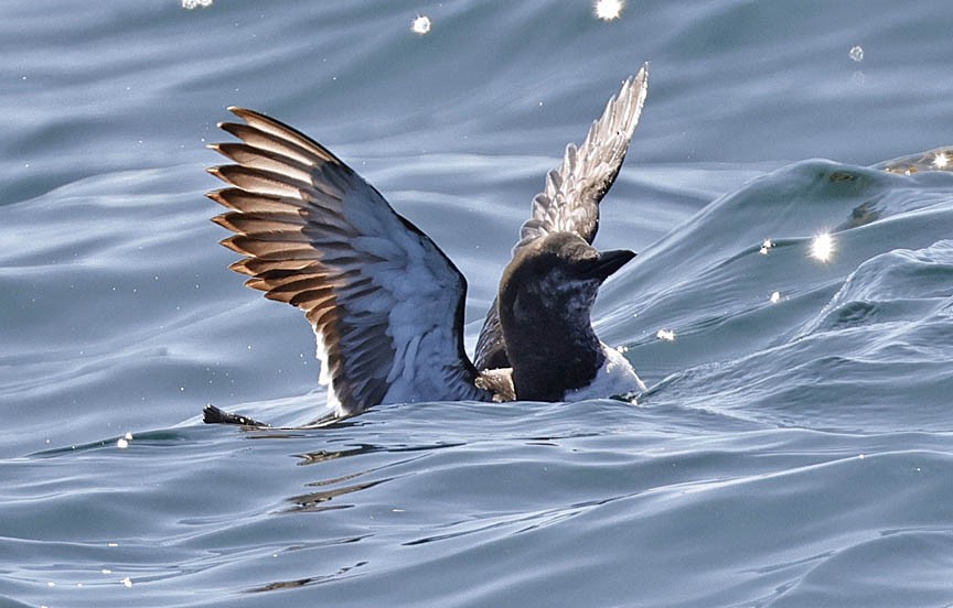 Common Murre - Mark Dennis