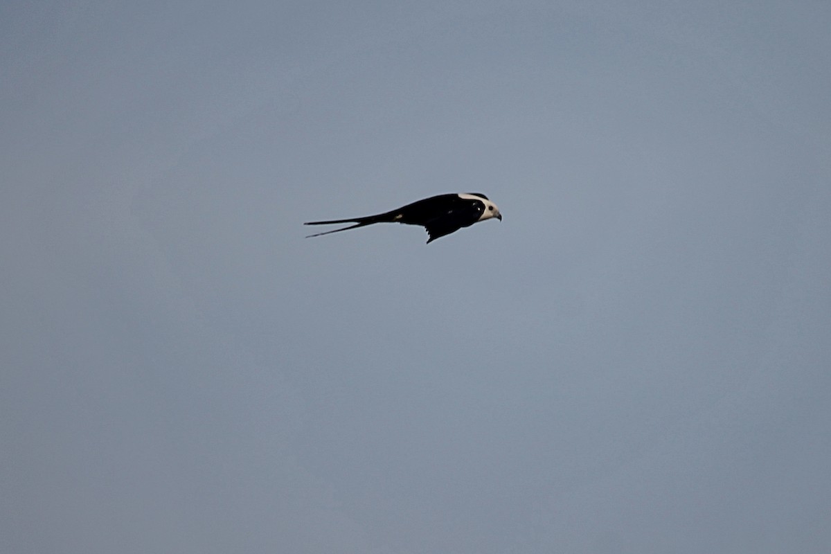 Swallow-tailed Kite - ML606206421