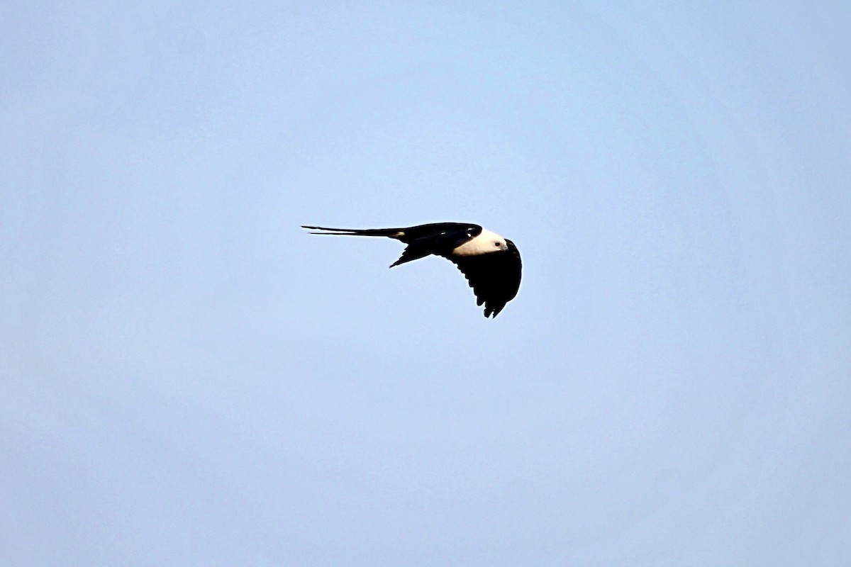 Swallow-tailed Kite - ML606206431