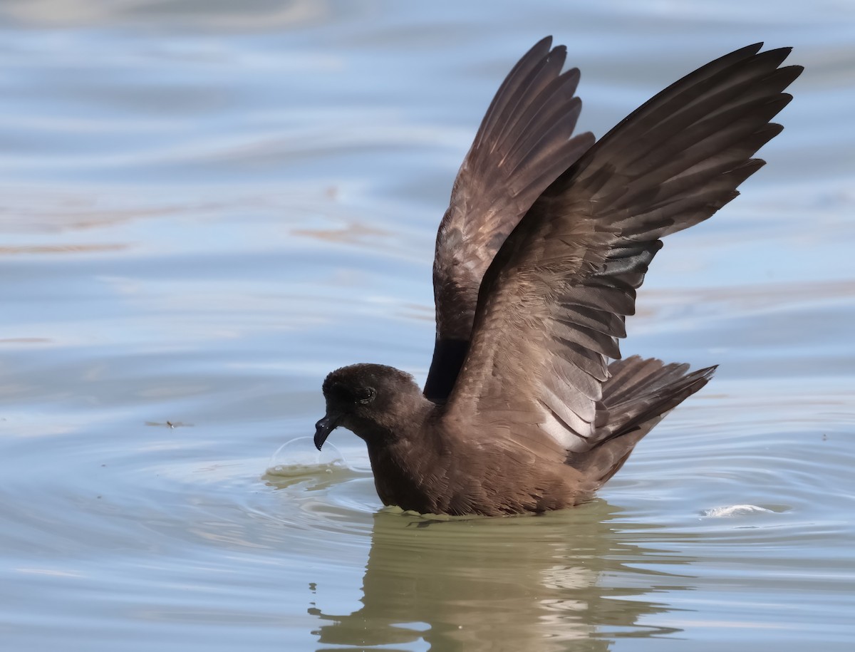 Least Storm-Petrel - ML606206451