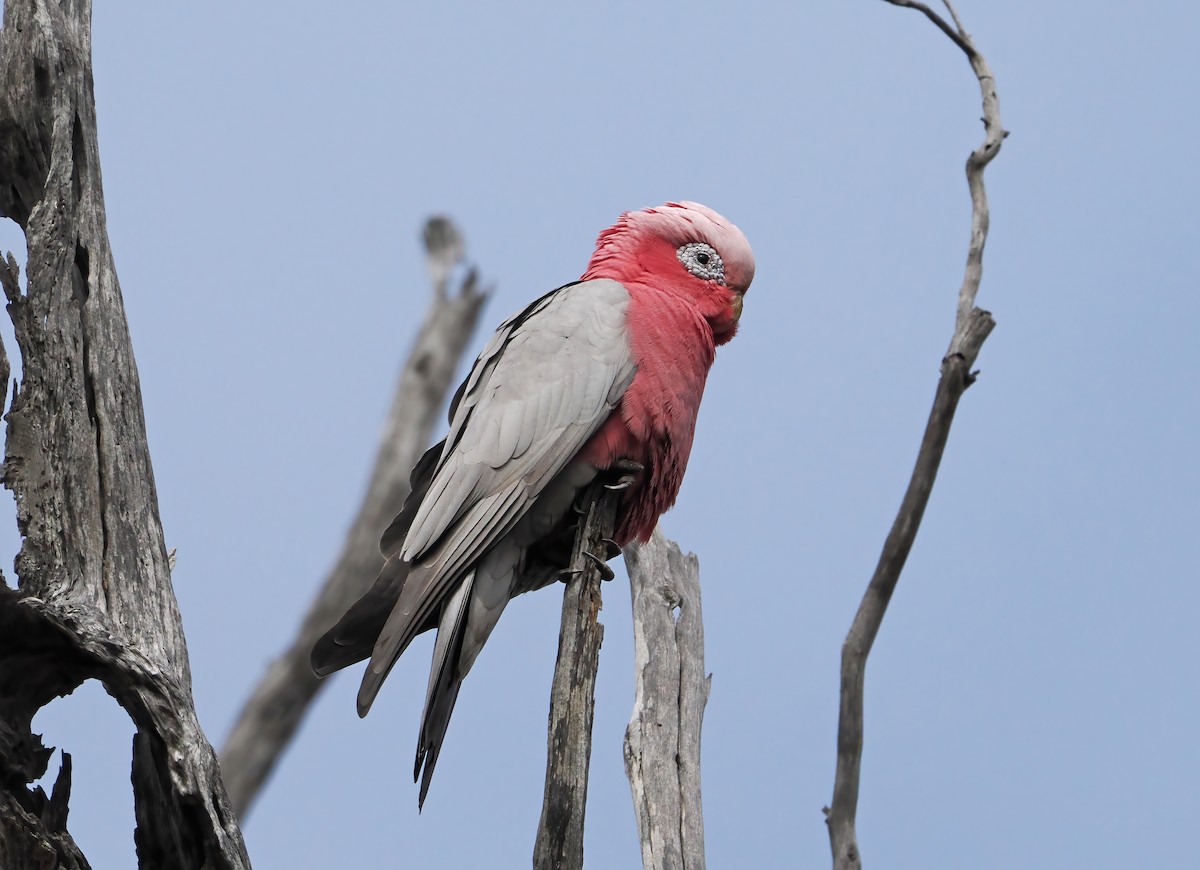 Galah - ML606206821