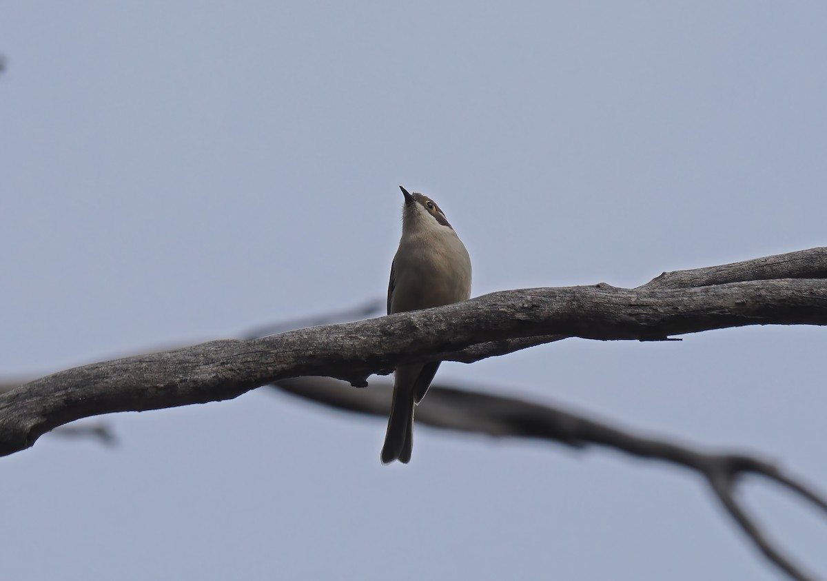 Brown-headed Honeyeater - Tony Richards