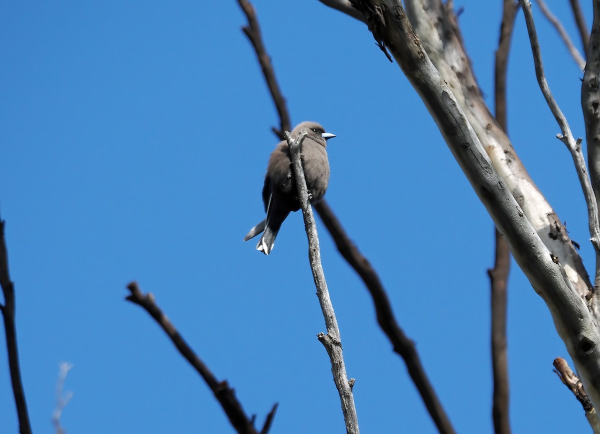 Dusky Woodswallow - Tony Richards