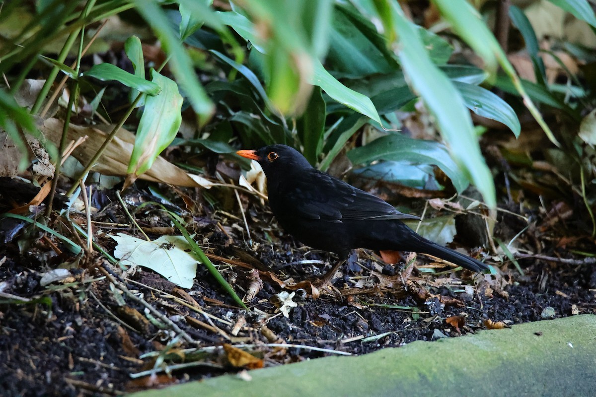 Eurasian Blackbird - ML606207441