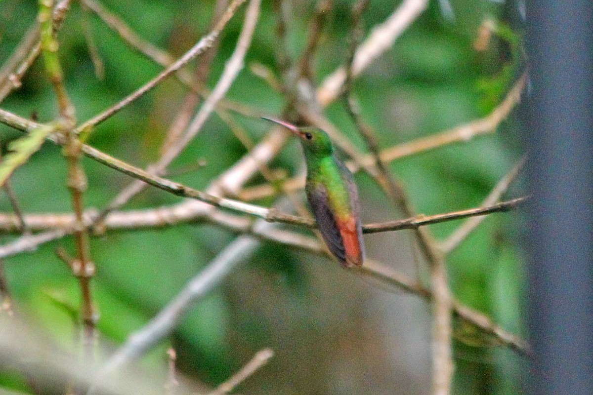 Rufous-tailed Hummingbird (Rufous-tailed) - ML606209061