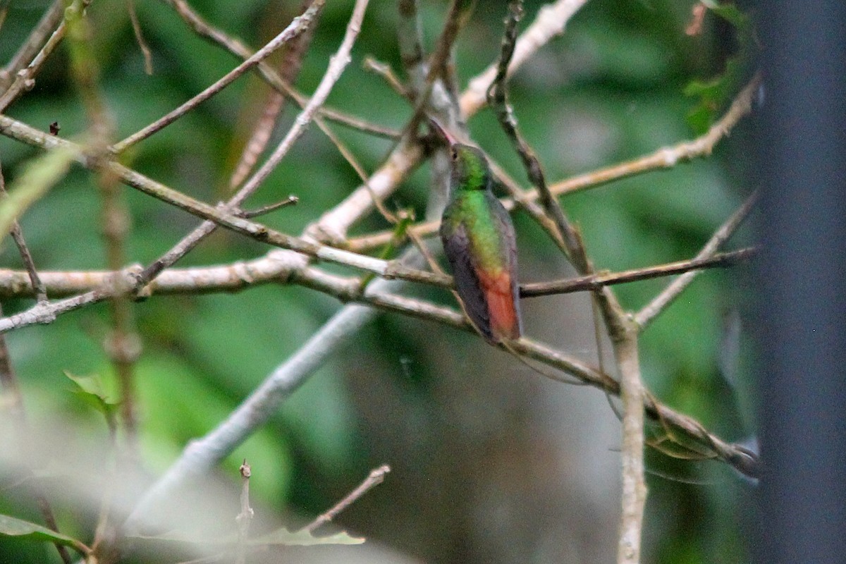 Rufous-tailed Hummingbird (Rufous-tailed) - ML606209071