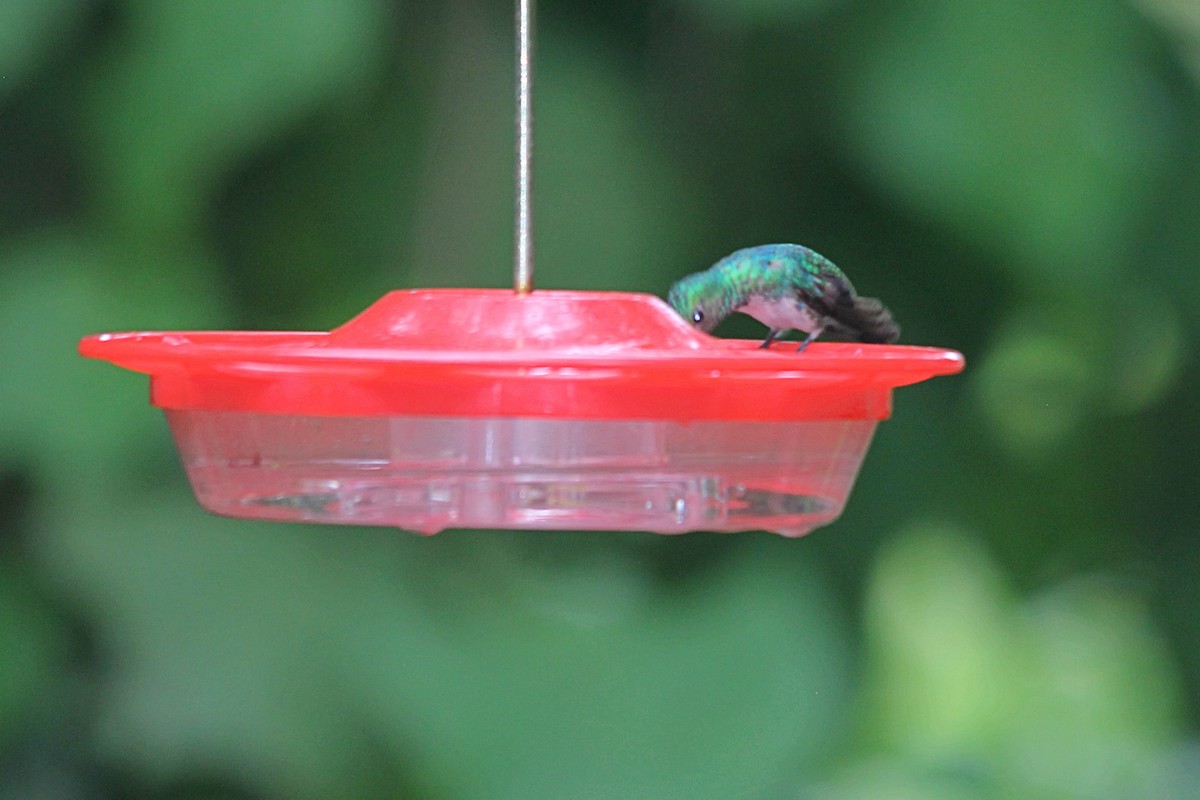 Rufous-tailed Hummingbird (Rufous-tailed) - ML606209101