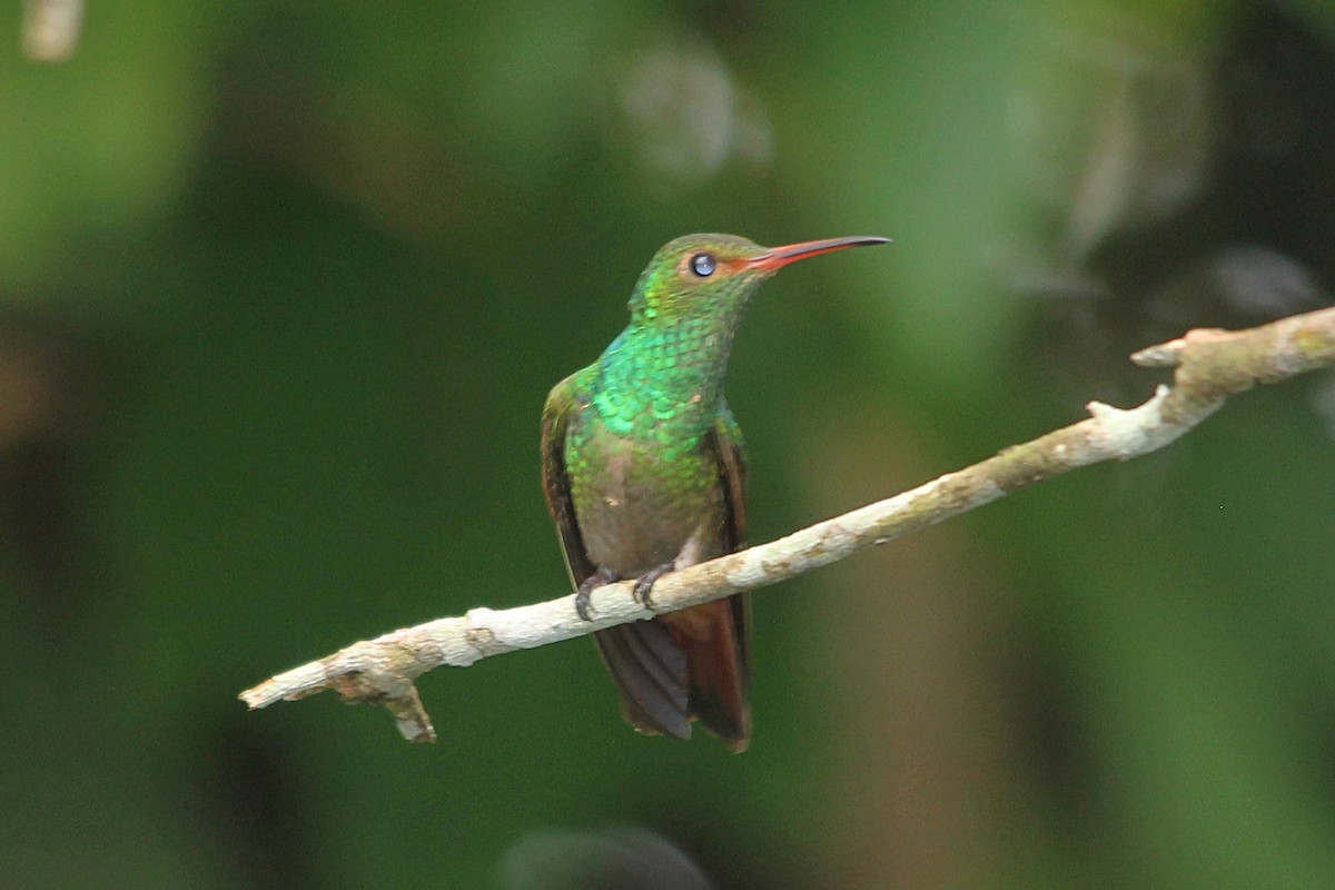 Rufous-tailed Hummingbird (Rufous-tailed) - ML606209141