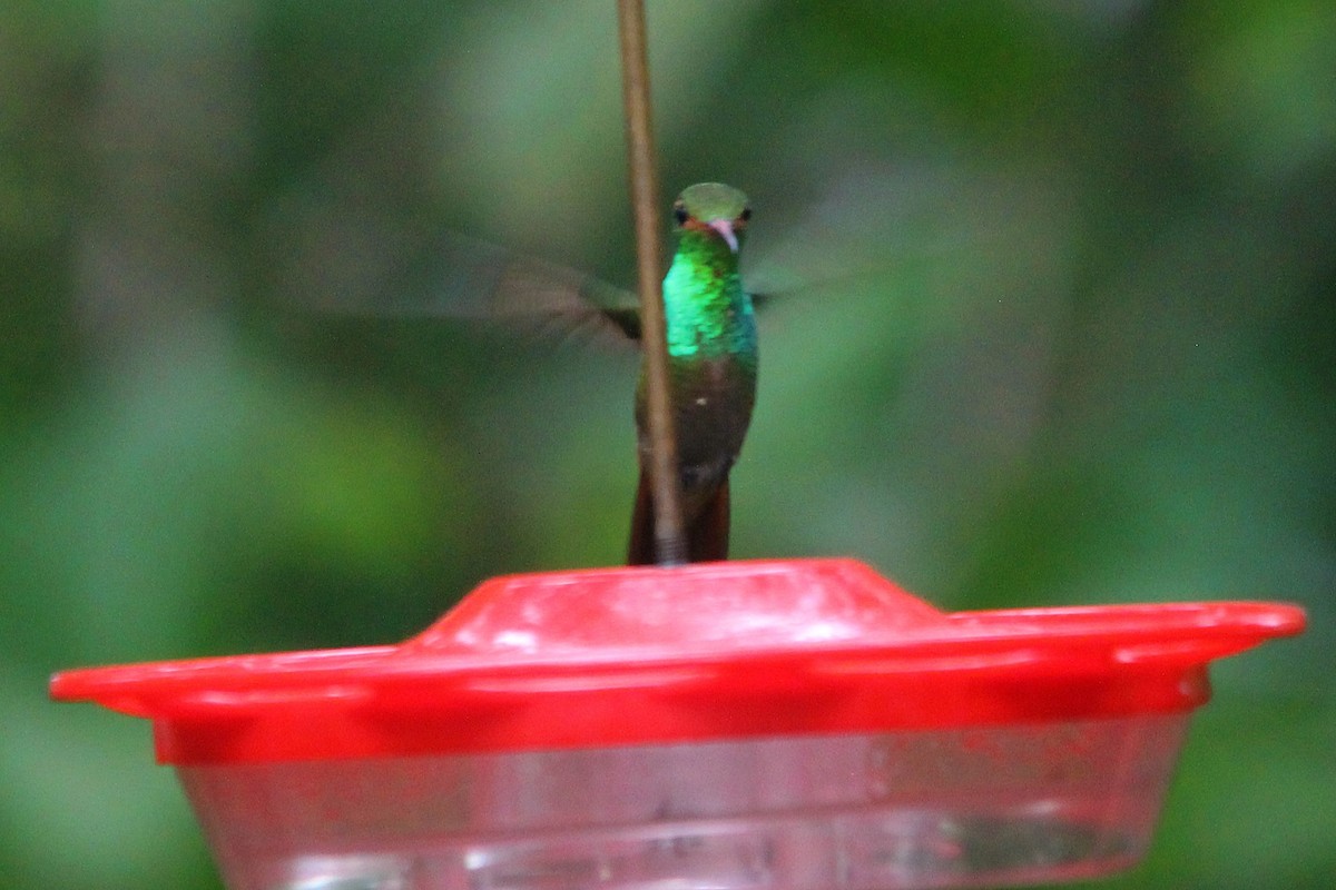 Rufous-tailed Hummingbird (Rufous-tailed) - ML606209151
