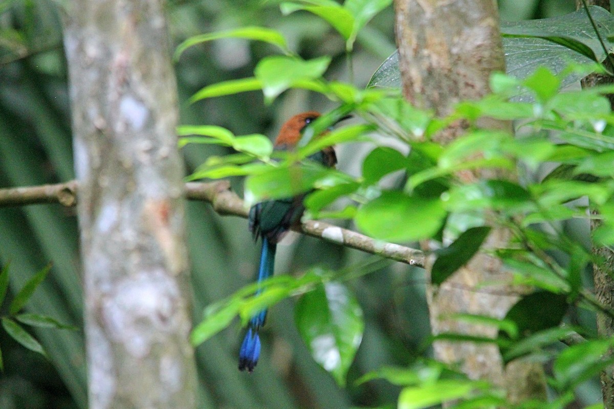 Broad-billed Motmot (Broad-billed) - ML606209291