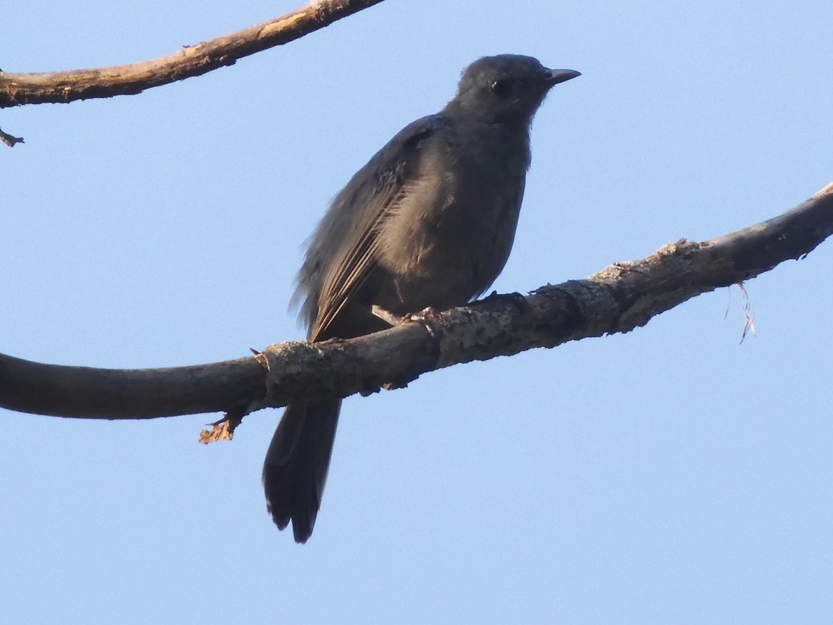 Gray Catbird - ML606209461