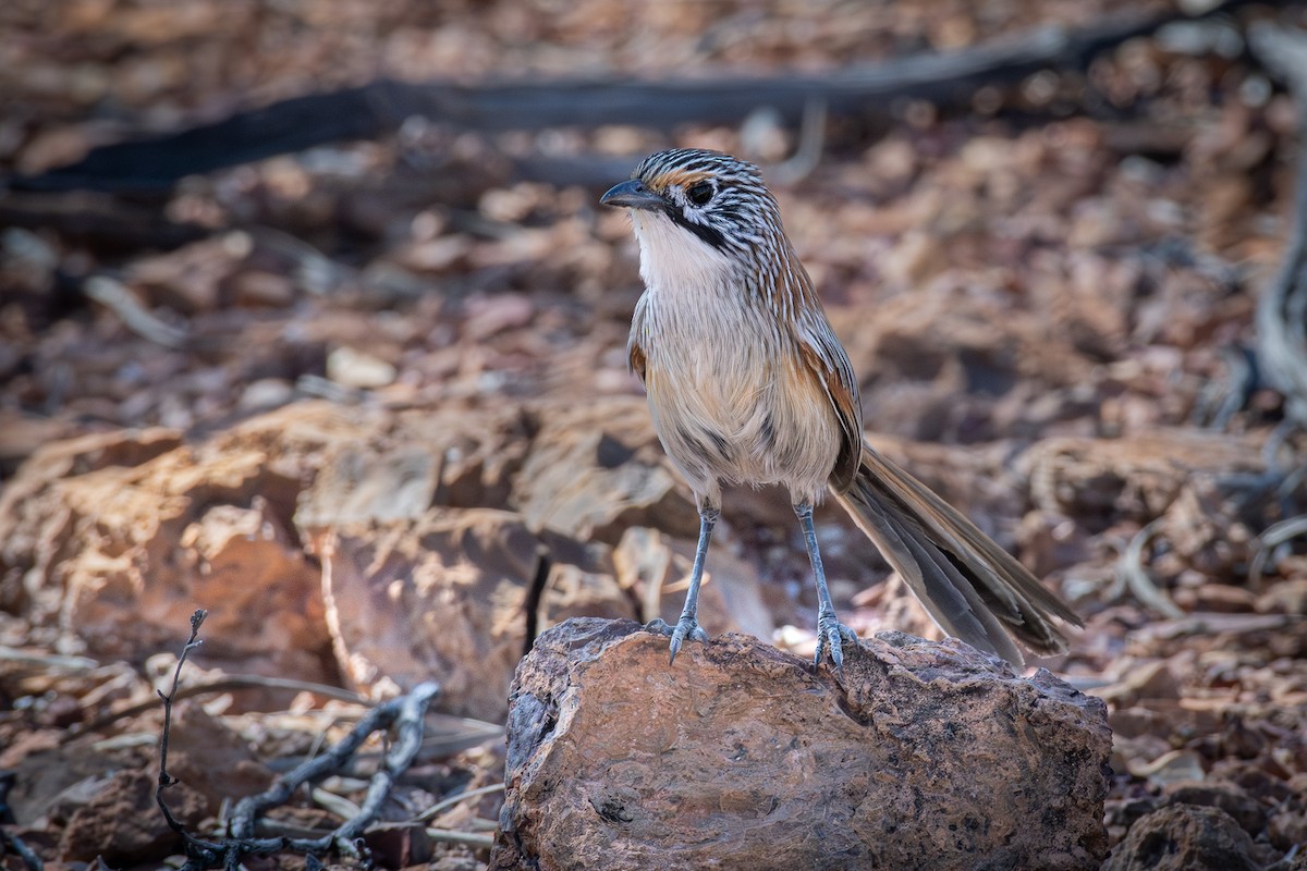 Opalton Grasswren - ML606209971