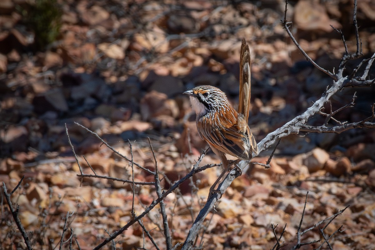 Opalton Grasswren - Trevor Evans