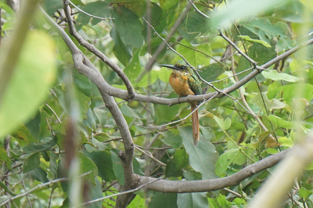 Rufous-tailed Jacamar - ML606210331