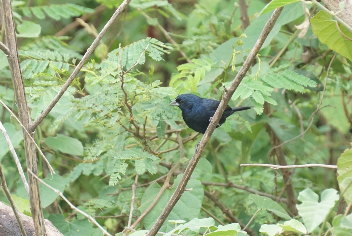 Blue-black Grassquit - ML606210441