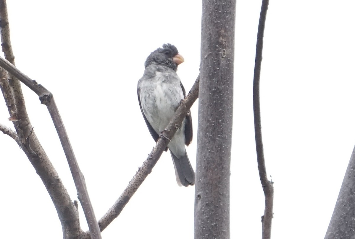 Gray Seedeater - ML606210451