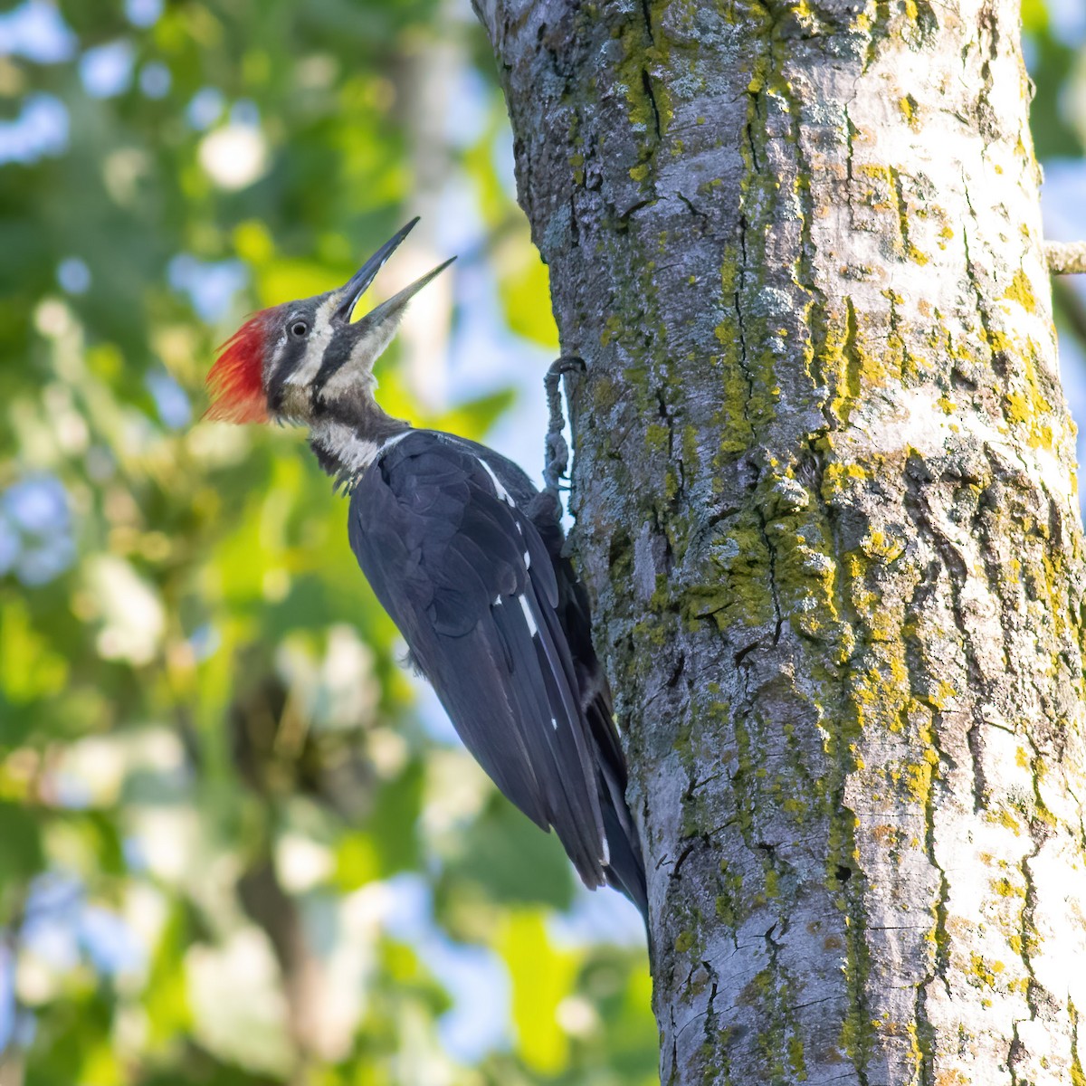 Pileated Woodpecker - ML606210511