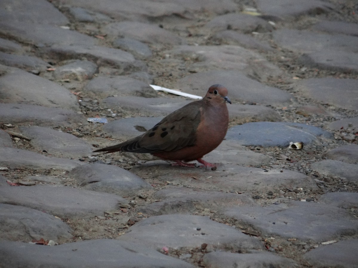 Eared Dove - Rudi Laps