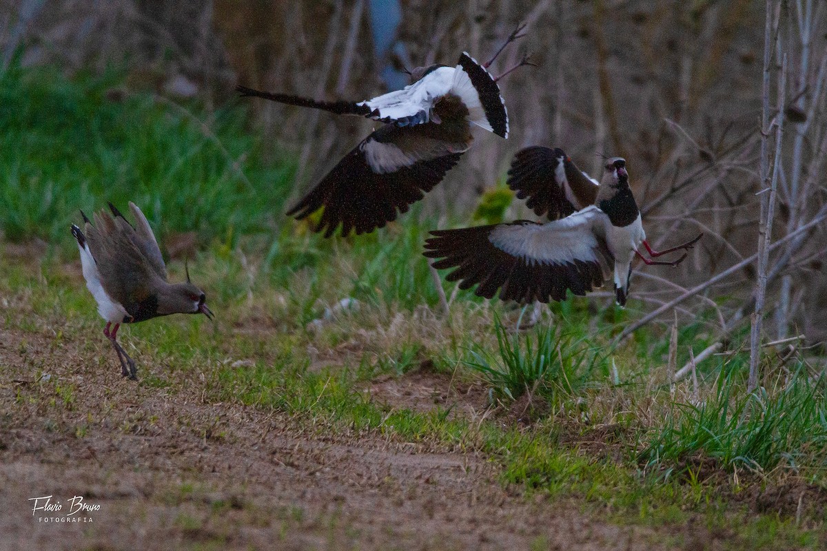 Southern Lapwing - ML606211441