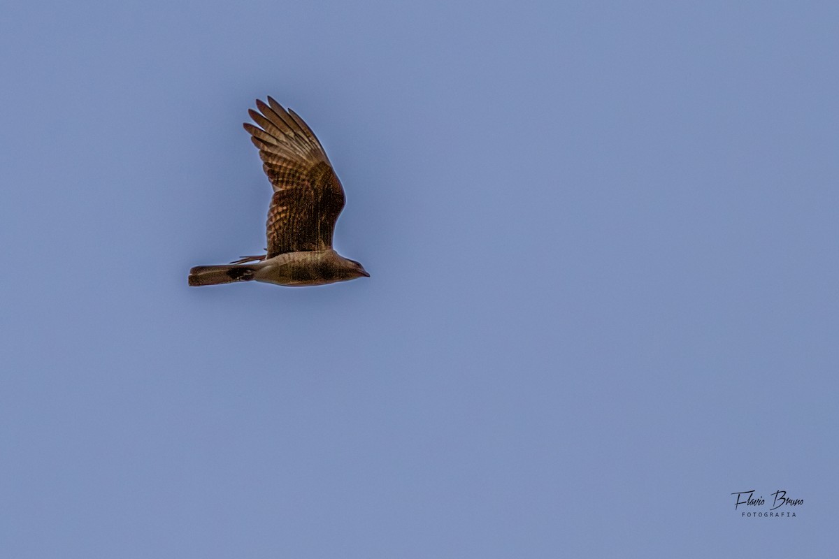 Chimango Caracara - ML606211481