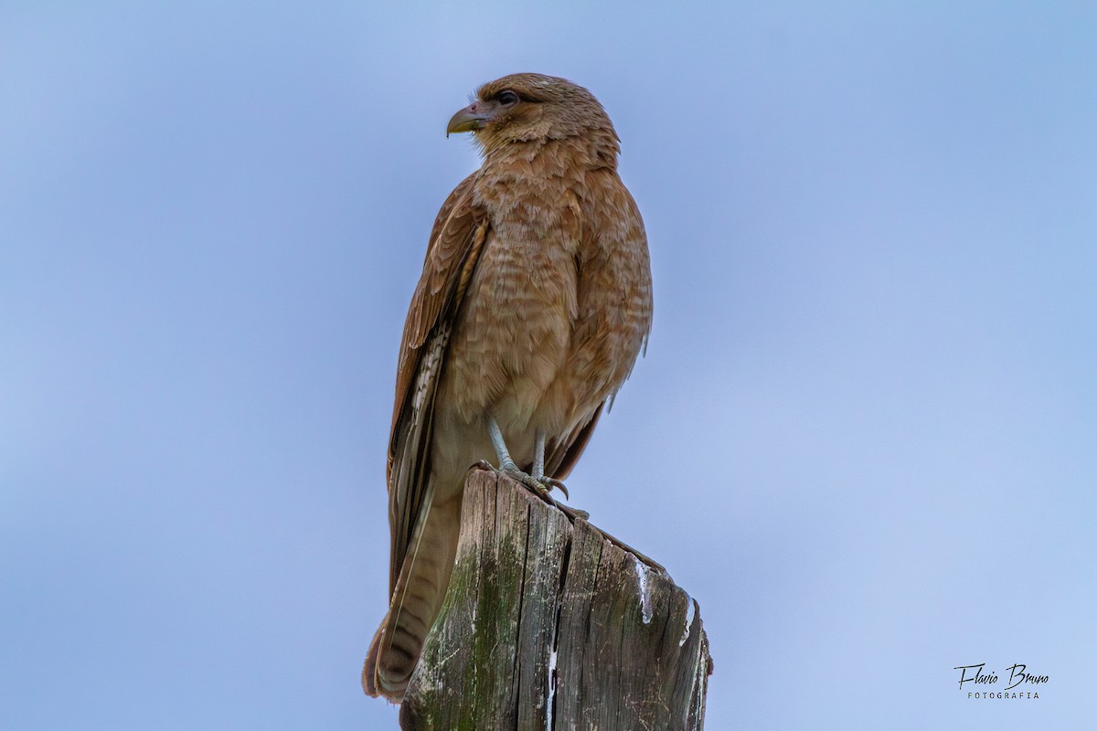 Chimango Caracara - ML606211491