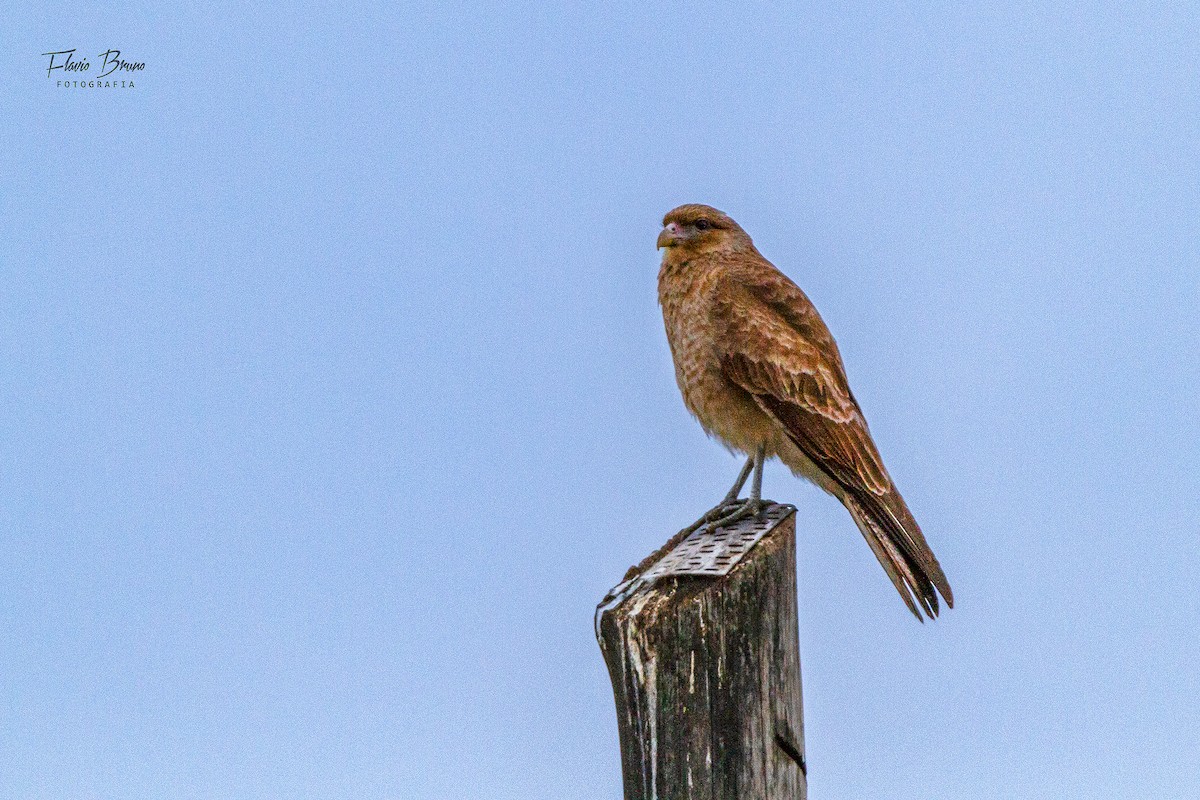 Chimango Caracara - ML606211511