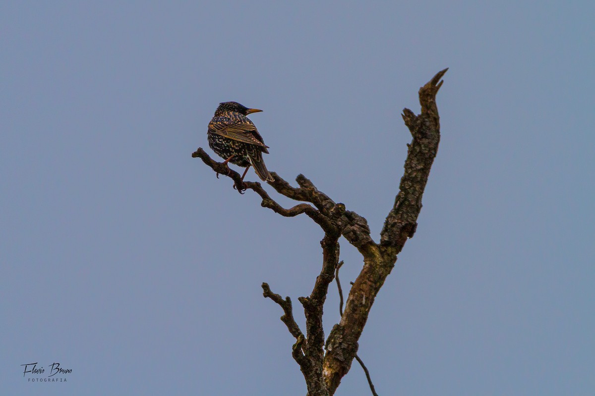 European Starling - ML606211591