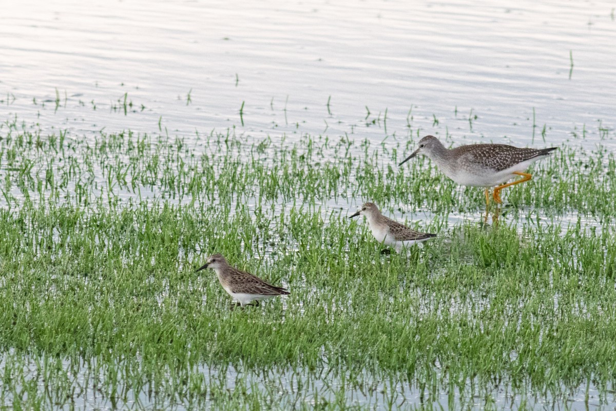 Semipalmated Sandpiper - ML606212161