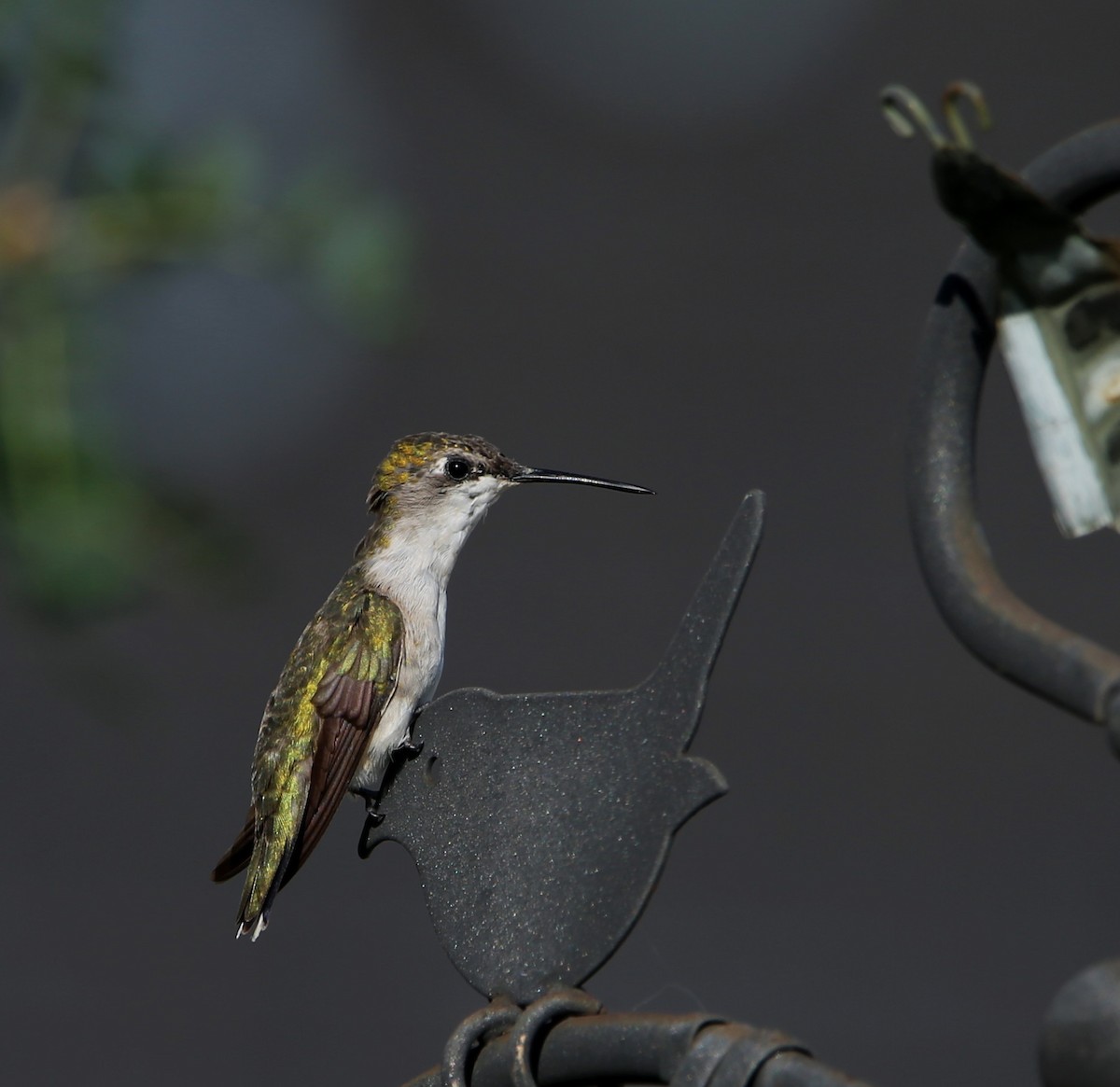 Colibri à gorge rubis - ML606212181