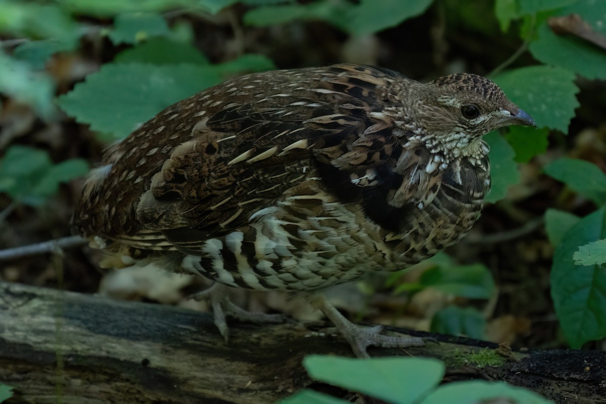 Ruffed Grouse - ML606213411