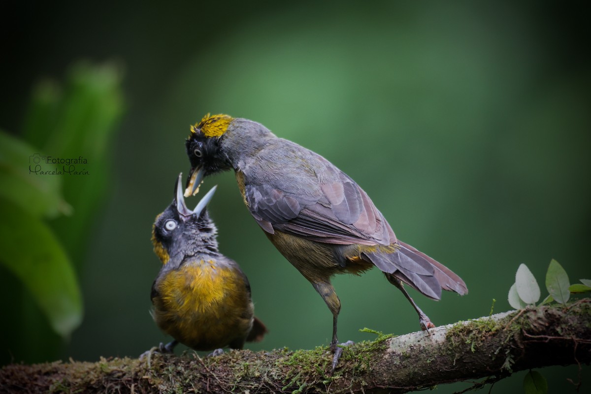 Dusky-faced Tanager - Marcela Marín Ramírez