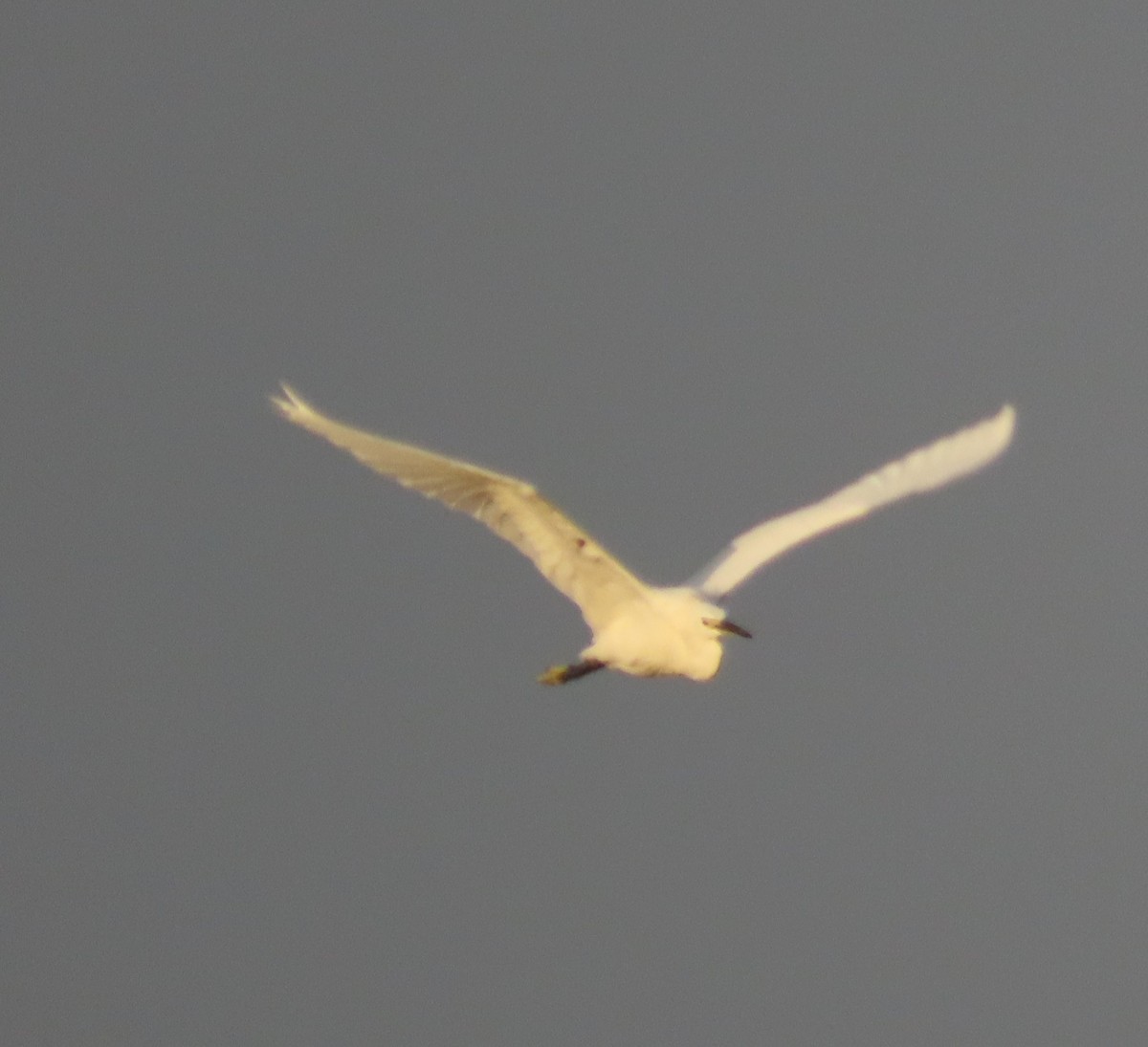 Little Egret - Anonymous