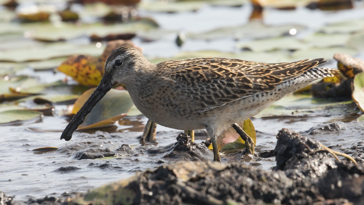 Short-billed Dowitcher - ML606215281