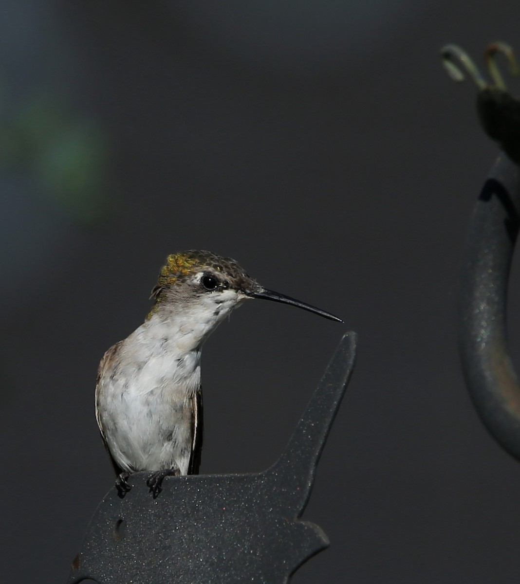 Colibrí Gorjirrubí - ML606215591