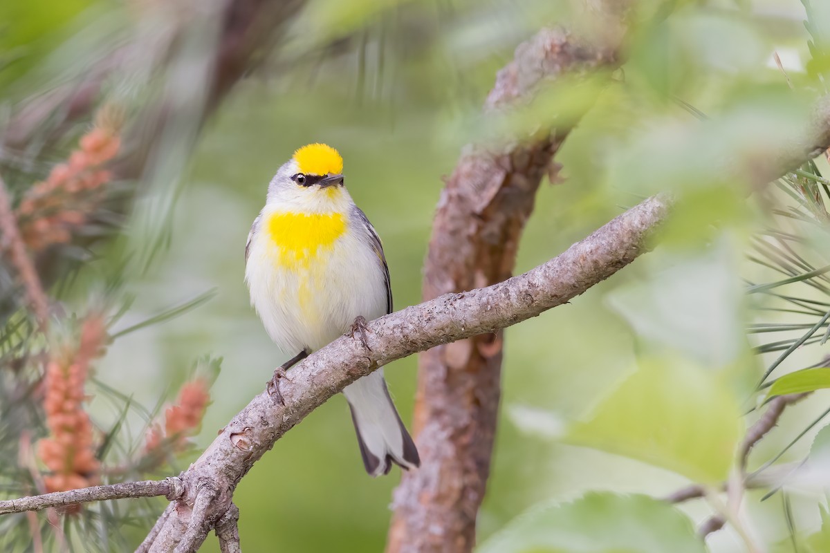 Brewster's Warbler (hybrid) - ML606215861