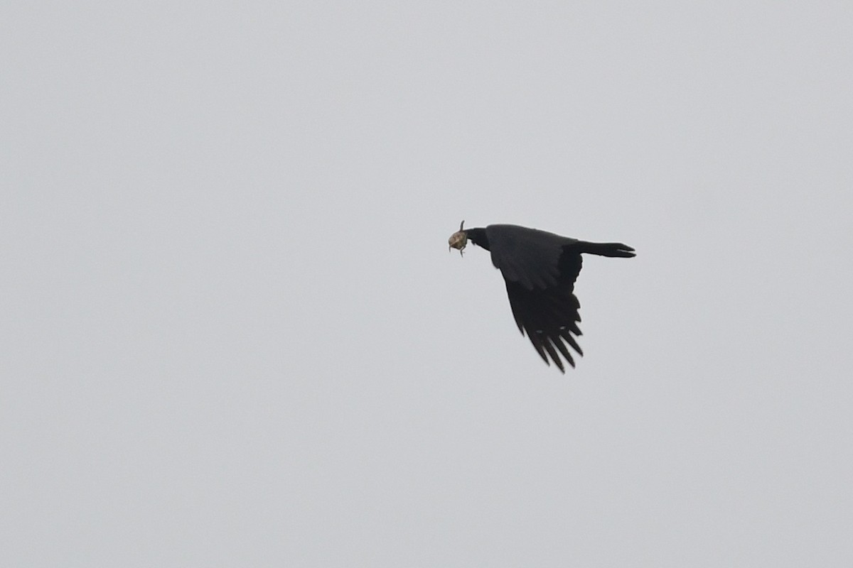 American Crow - ML606218271