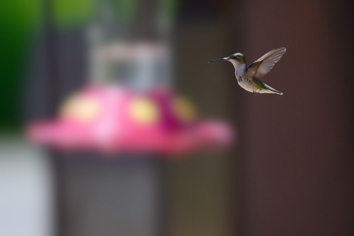 Ruby-throated Hummingbird - Chaiby Leiman