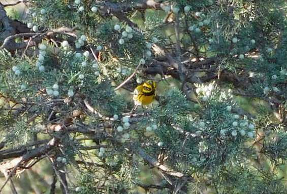 Townsend's Warbler - ML606220041