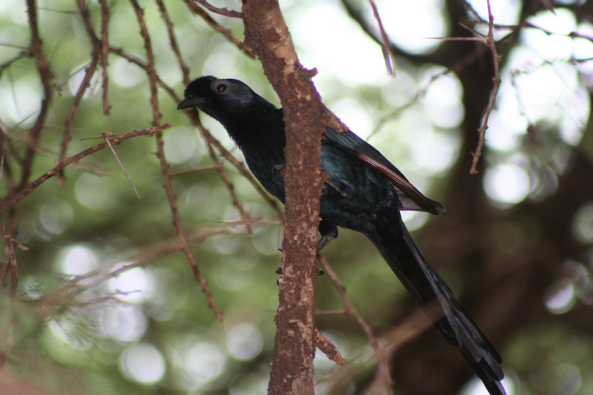 Bristle-crowned Starling - ML60622091