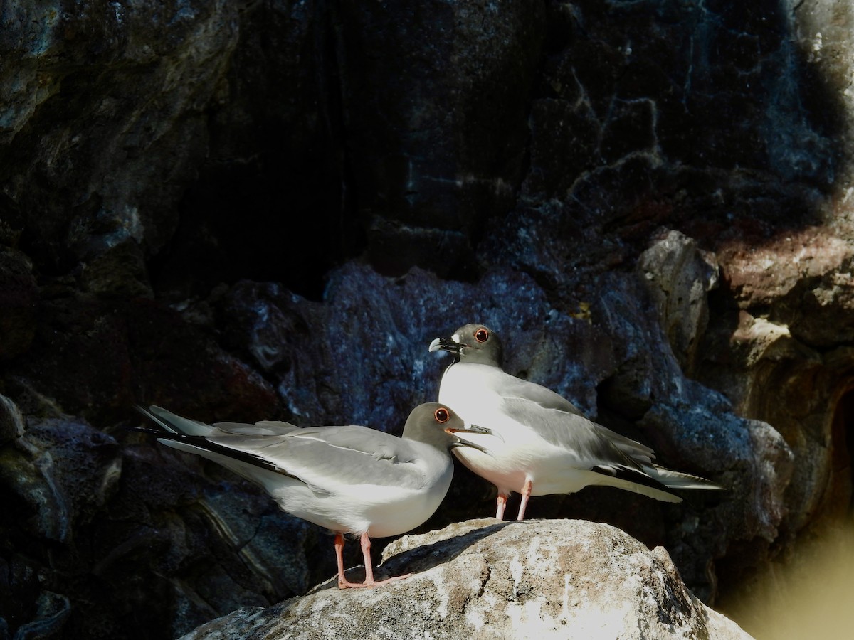 Swallow-tailed Gull - Corinna Honscheid